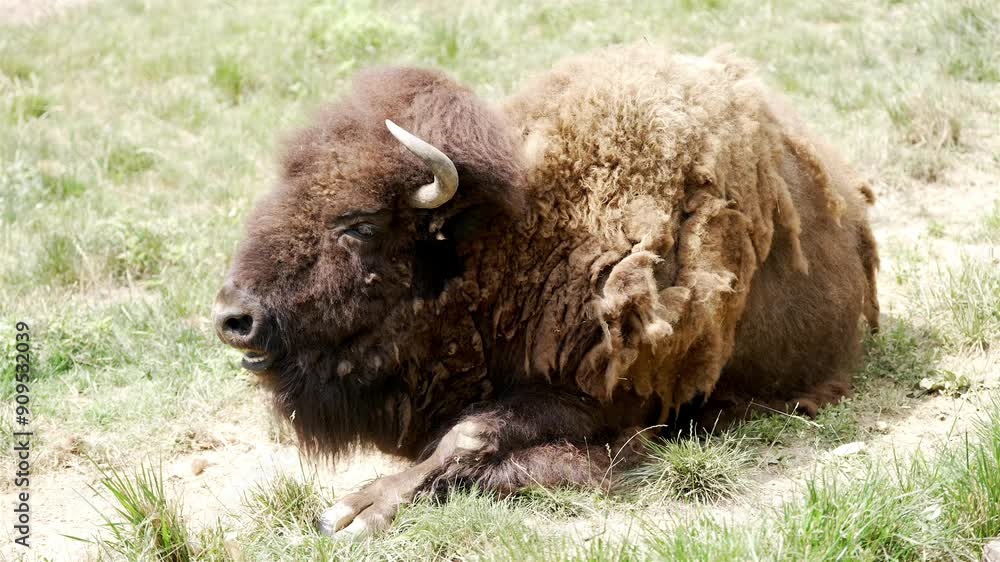 A horned buffalo reclines on grassy terrain, captured in slow motion. Its ears twitch and mouth moves slightly while flies hover around its face, showcasing wildlife behavior in a natural setting. A horned buffalo reclines on grassy terrain, captured in slow motion. Its ears twitch and mouth moves slightly while flies hover around its face, showcasing wildlife behavior in a natural setting.