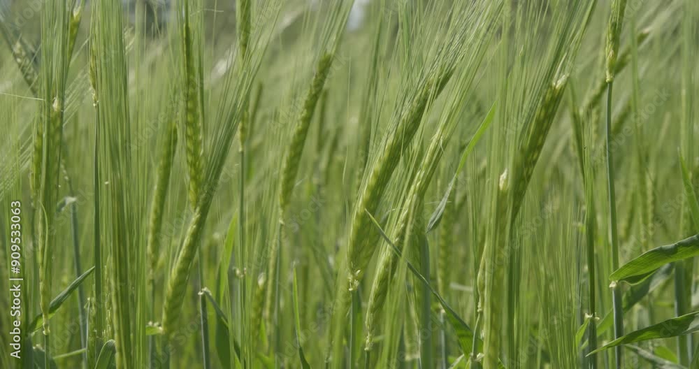 Green barley field slow motion background. Green barley field slow motion background.