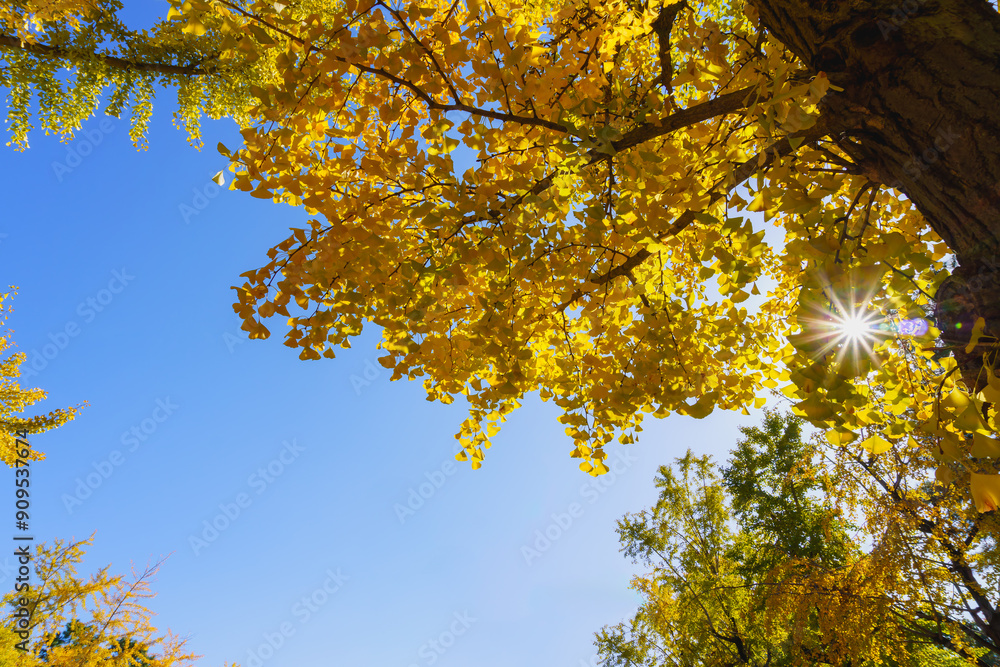 Golden leaves of ginkgo tree (Ginkgo biloba) and sunrays shining through a ginkgo biloba tree againt blue sky in autumn day. Texture and background. Golden leaves of ginkgo tree (Ginkgo biloba) and sunrays shining through a ginkgo biloba tree againt blue sky in autumn day. Texture and background.