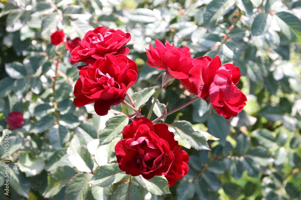秋の薔薇。ラバグルート。 秋の薔薇。ラバグルート。