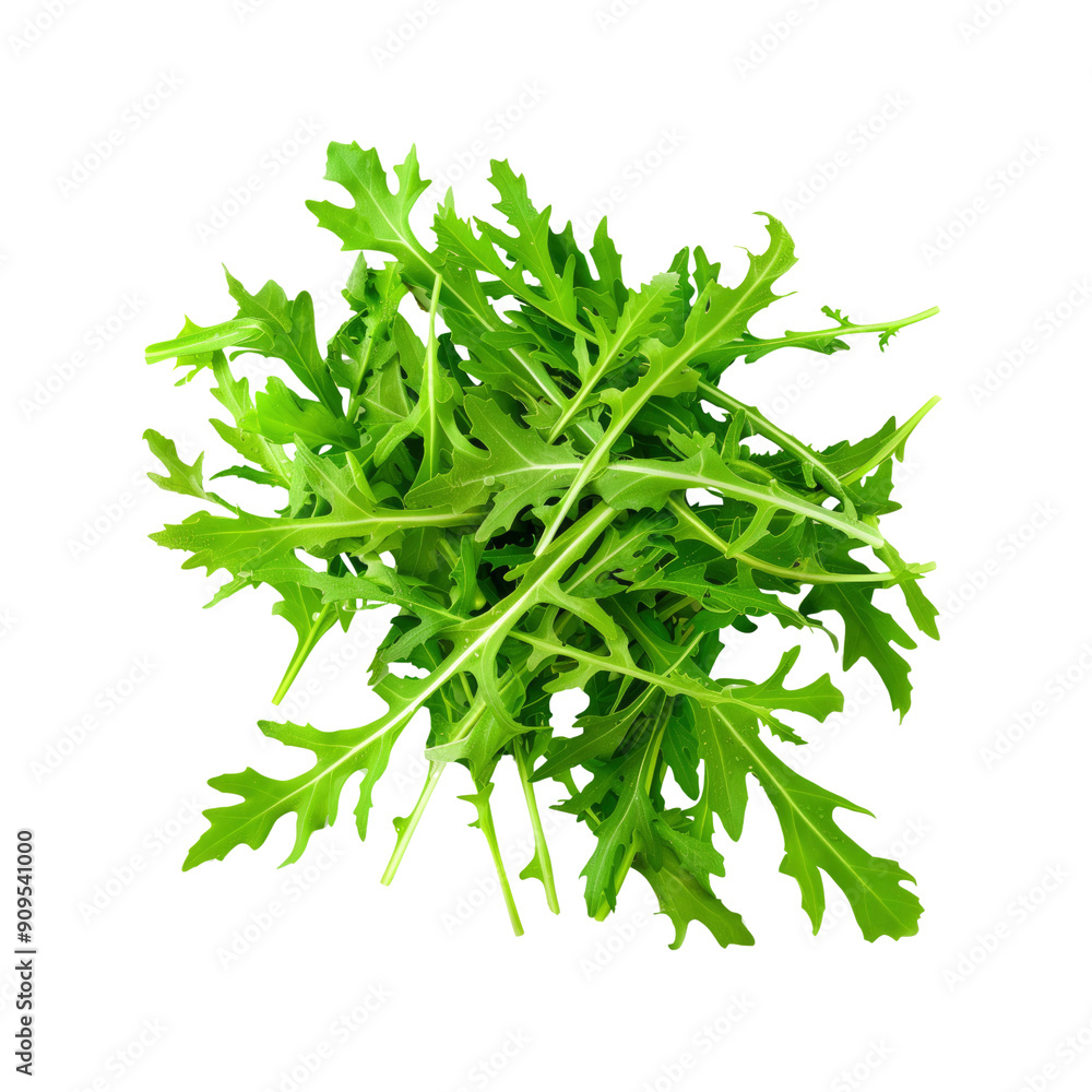 Obraz premium Arugula Lettuce, Isolated On A White Background