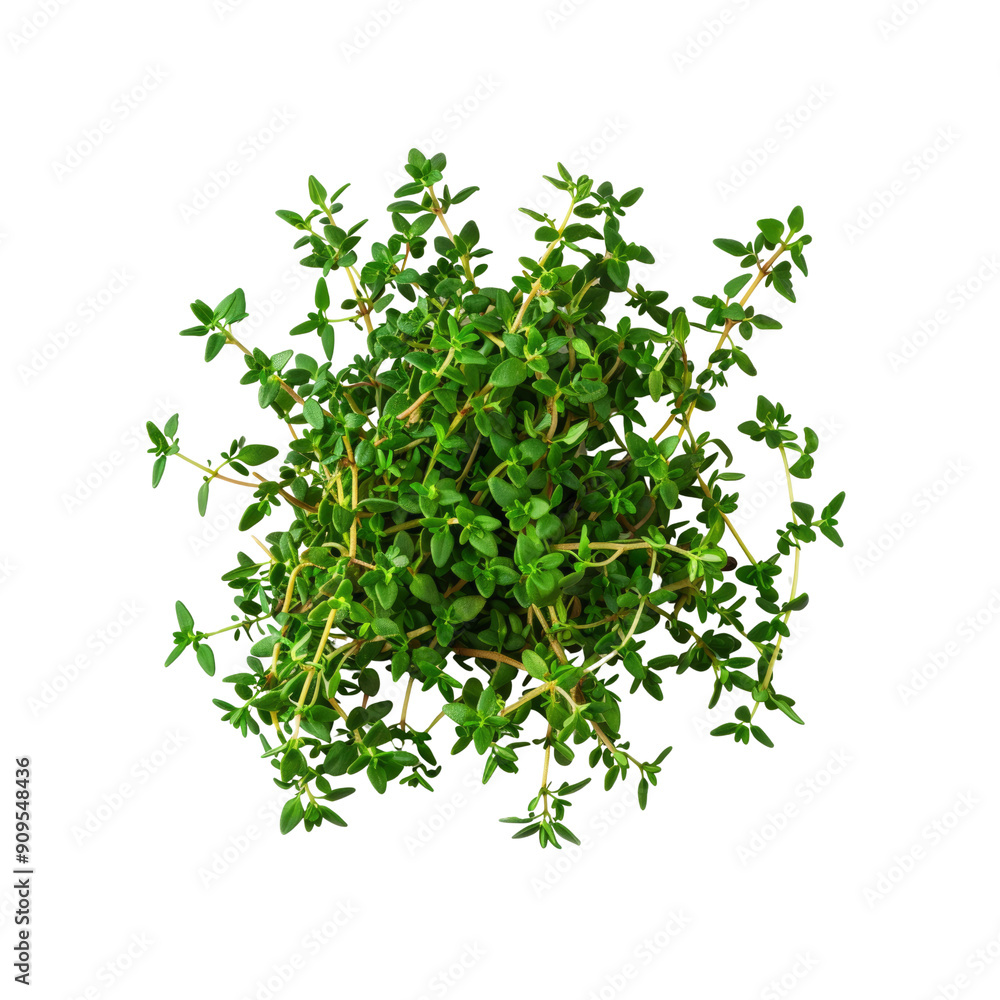 Thyme Isolated On A White Background Thyme Isolated On A White Background