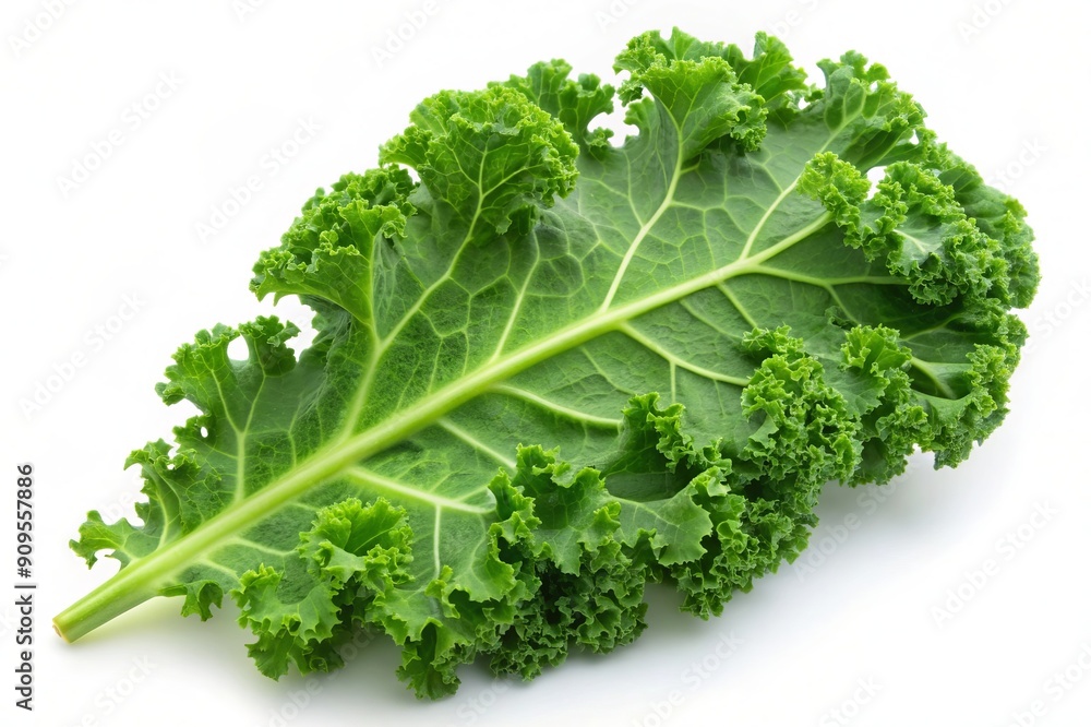 Fresh Green Curly Kale Leaf Isolated on White Background. Fresh Green Curly Kale Leaf Isolated on White Background.