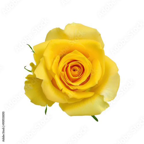 A Yellow Rose Flower Top View, Isolated On White