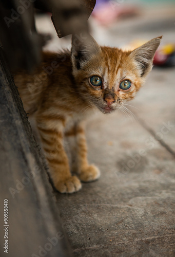 Little kitten sitting on a street. Portrait of stray dirty cat outdoors photo