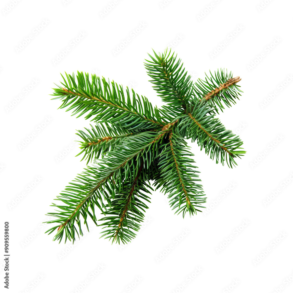 A Green Christmas Tree Branch, Isolated On A White Background A Green Christmas Tree Branch, Isolated On A White Background