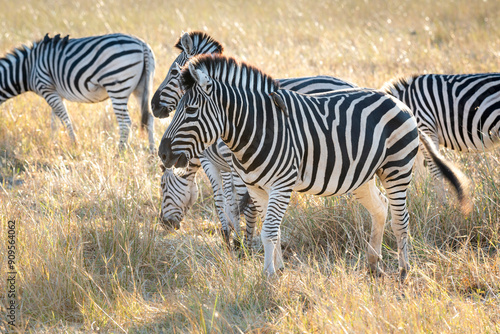 Zebras are African equines with distinctive black-and-white striped coats