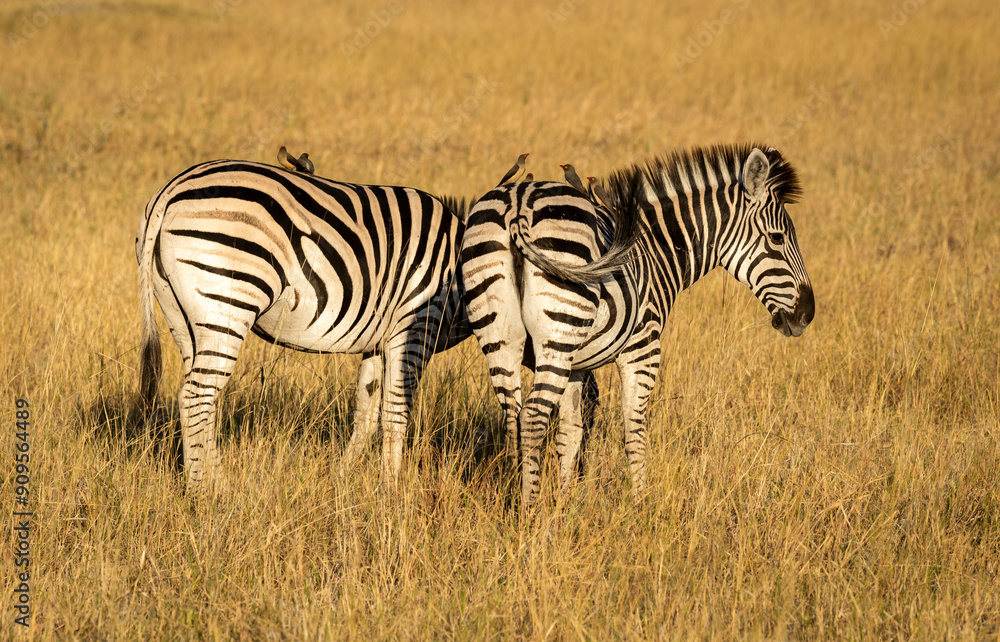 Obraz premium Zebras are African equines with distinctive black-and-white striped coats
