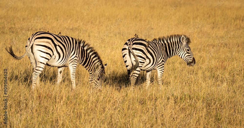 Obraz premium Zebras are African equines with distinctive black-and-white striped coats