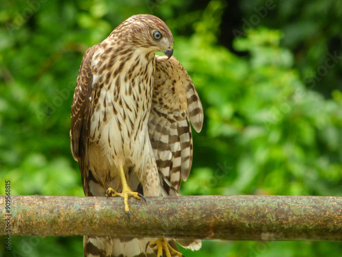 Cooper Hawk in New England, MA