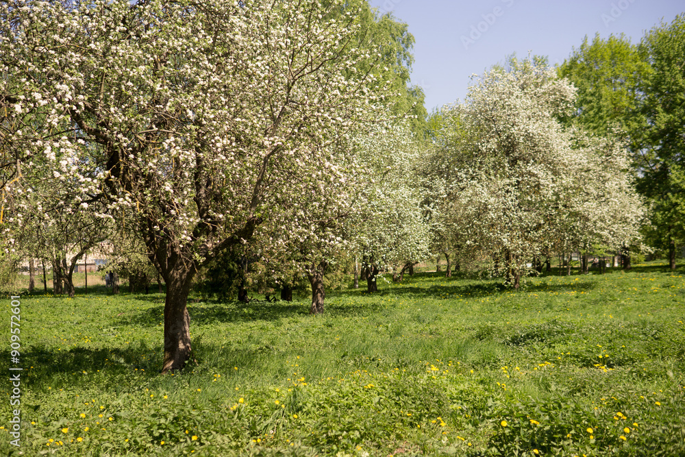 Blooming Apple tree branches with white flowers close-up. Blooming Apple tree branches with white flowers close-up.