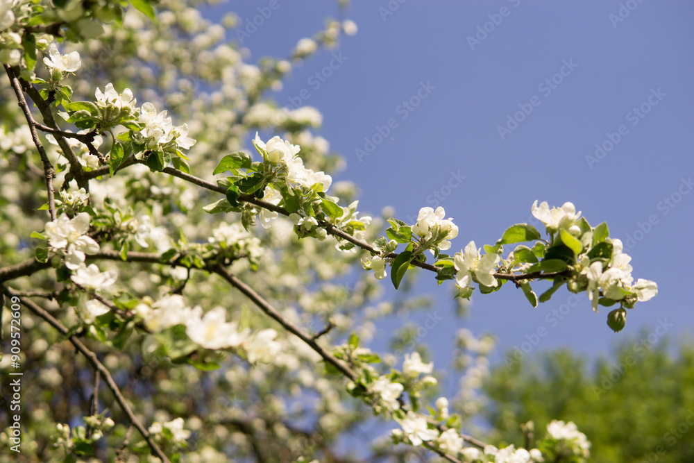 An apple tree in a blooming park, the general plan.Blooming branches of an apple tree with white flowers, a background of spring nature An apple tree in a blooming park, the general plan.Blooming branches of an apple tree with white flowers, a background of spring nature