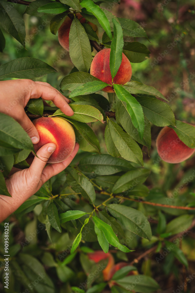 Φωτογραφία woman collects peaches in a bucket in the garden