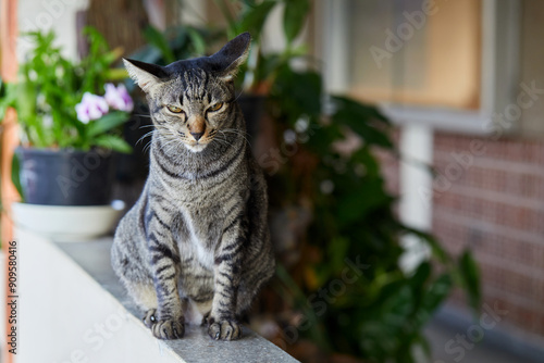 Portrait of tabby cat sitting on floor