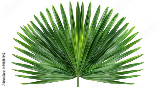 Tropical palm leaf PNG isolated on transparent background, summer design element.