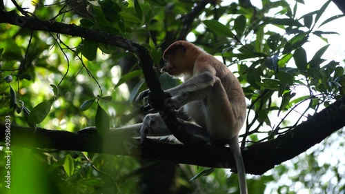 Proboscis monkey in the wild, sitting on tree, moving at mangrove forest and looking around at Tarakan, Indonesia. Wild nature stock footage. photo