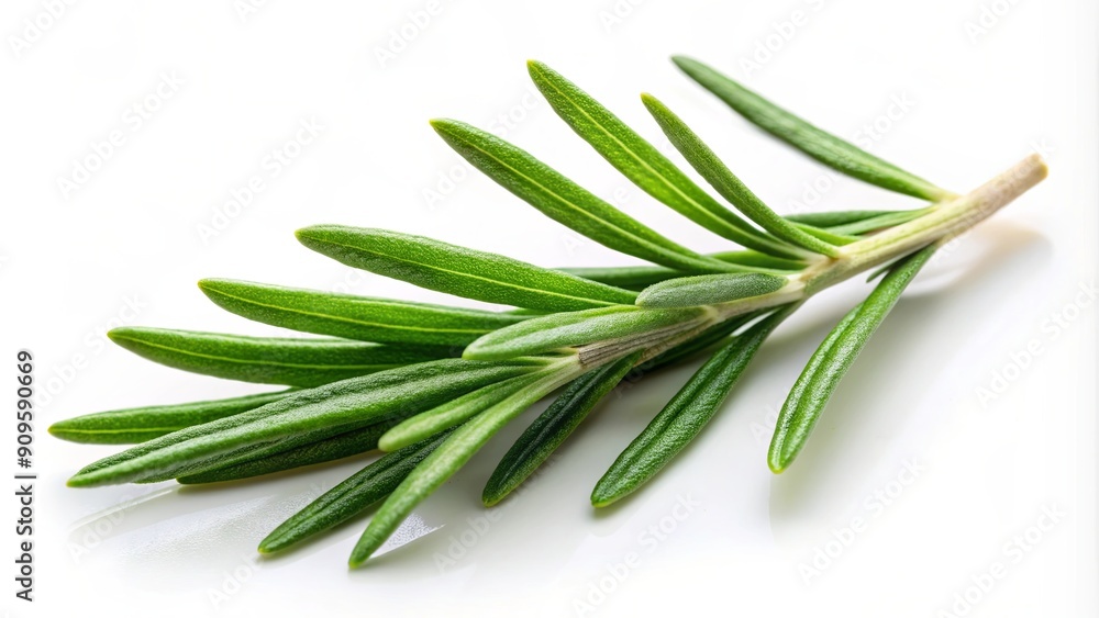 Rosemary leaf herbal spices isolated on white background, rosemary, herb, cooking, culinary, seasoning, ingredient, fresh Rosemary leaf herbal spices isolated on white background, rosemary, herb, cooking, culinary, seasoning, ingredient, fresh