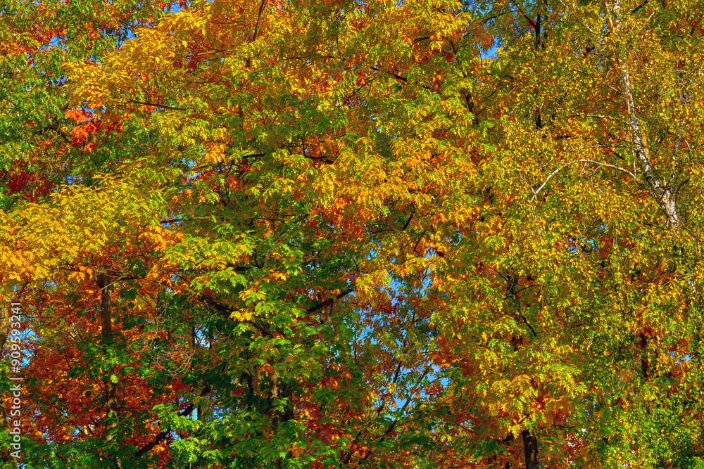 Red orange yellow autumn leaves,calm on a warm sunny day Red orange yellow autumn leaves,calm on a warm sunny day