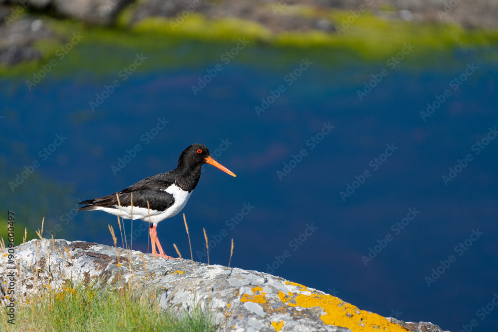 A eurasian oystercatcher stands in some coastal grass in Lofoten, Norway A eurasian oystercatcher stands in some coastal grass in Lofoten, Norway