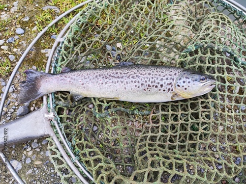 Freshly caught trout in a fish net on the shore