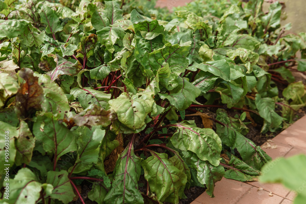 Fototapeta premium Beetroot growing in the garden. Beet tops. Life in the country.