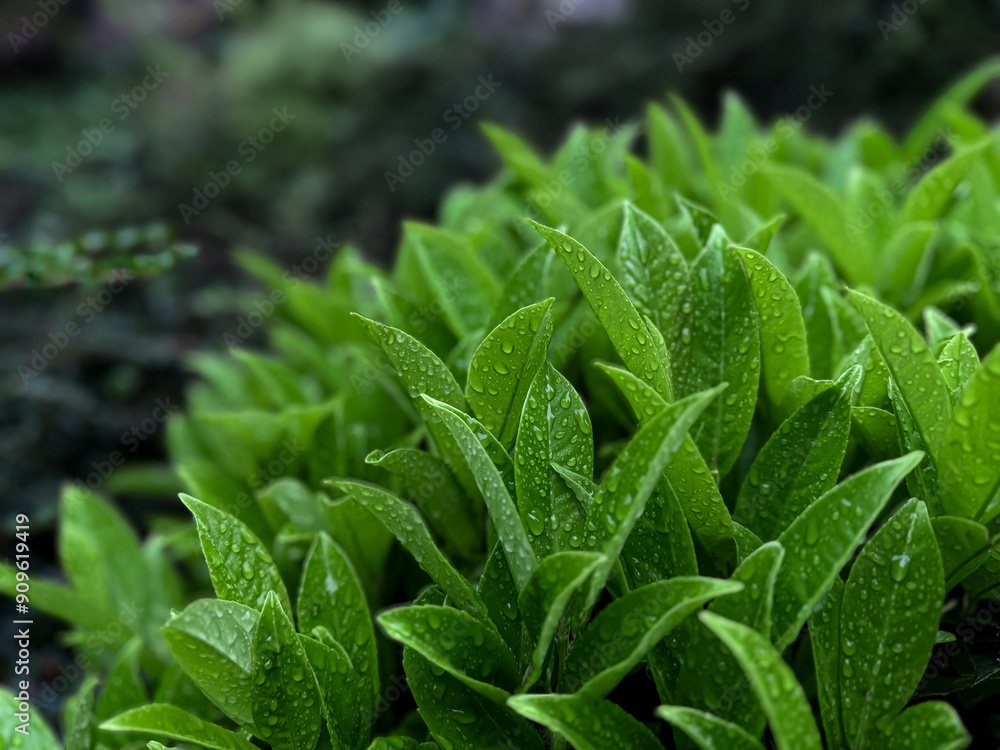 Close up of green leaves with raindrops in garden. Macro shot of fresh foliage with water droplets on blurred background. Nature and freshness concept for wallpaper and poster. Close up of green leaves with raindrops in garden. Macro shot of fresh foliage with water droplets on blurred background. Nature and freshness concept for wallpaper and poster.