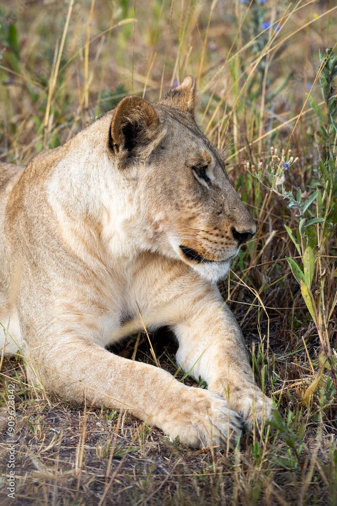 Fototapeta premium Lioness on kill in the okavango delta botswana