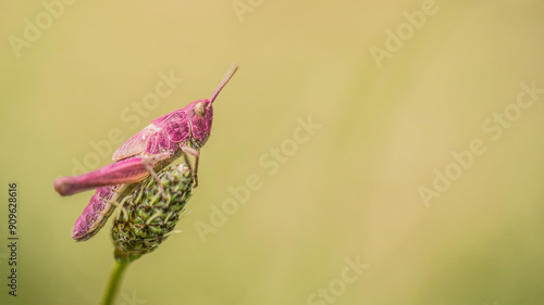 chorthippus, pink, magenta, grasshopper, background, macro, photography, rare, genetisc, erythrism, color, creature,  photo