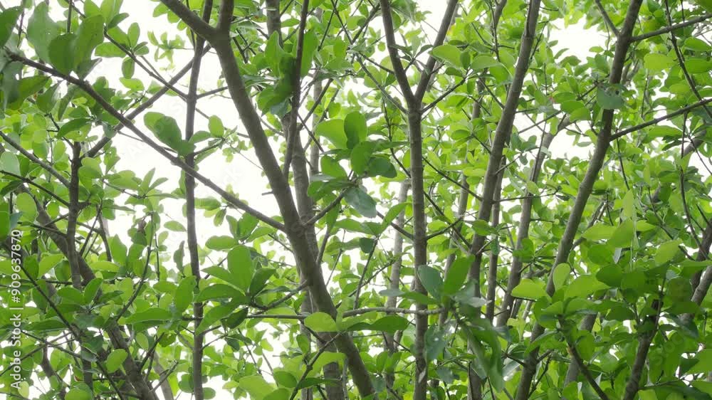 Leaves background, green leaf cherry wind blowing nature forest field growth beauty spring foliage herb summer tropical Leaves background, green leaf cherry wind blowing nature forest field growth beauty spring foliage herb summer tropical