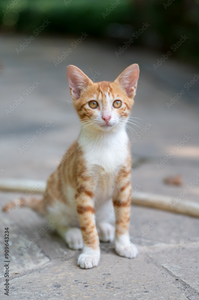 Outdoors, the kitten sits on the ground Outdoors, the kitten sits on the ground