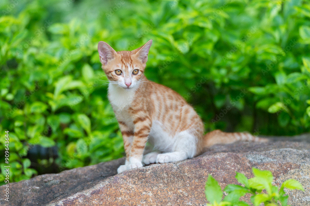 Outdoors, the kitten sits on a rock Outdoors, the kitten sits on a rock