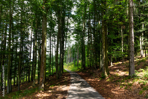 Canvastavla Rural road in South Bohemian forest. Czechia.