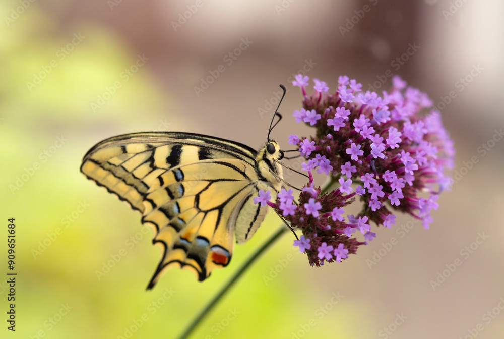 Motyl Paź Królowej ( Papilio machaon ) na kwiatach Werbeny Patagońskiej. Motyl Paź Królowej ( Papilio machaon ) na kwiatach Werbeny Patagońskiej.