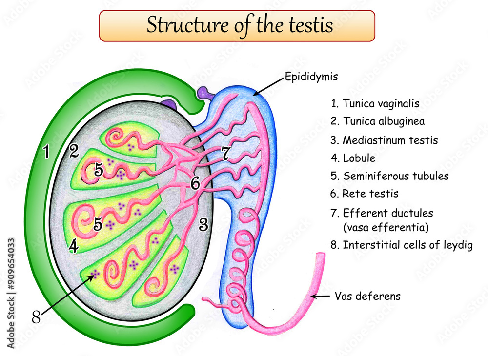 Structure of the testis tunica albuginea mediastinum testis ...