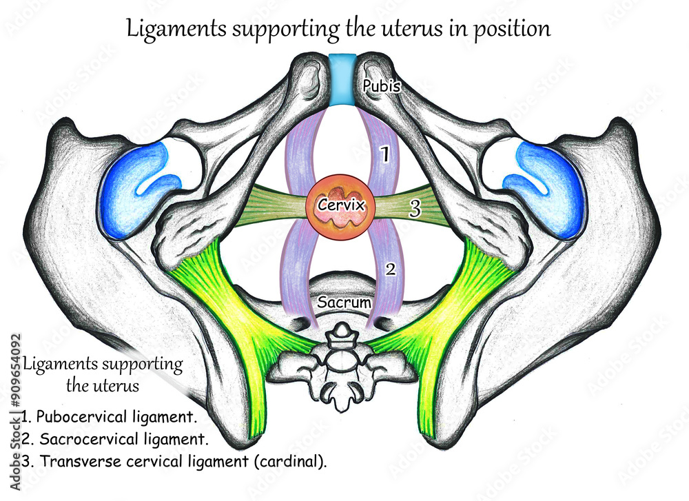 Ταπετσαρία Ligament of Female pelvis
Transverse cervical ligament 
cardinal ligament