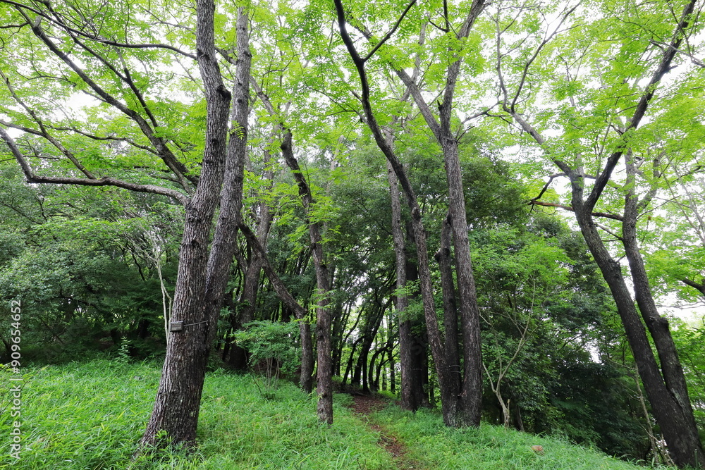 絶滅危惧種のチャンチンモドキの樹 絶滅危惧種のチャンチンモドキの樹