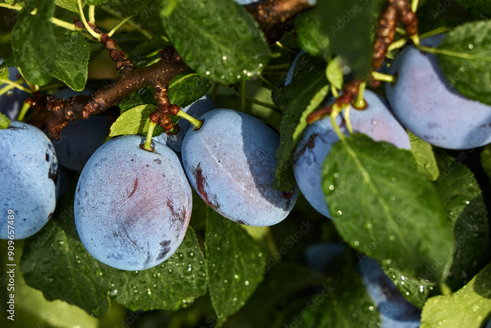 Obraz na plátně Ripe blue plums on tree branch with green leaves and water droplets