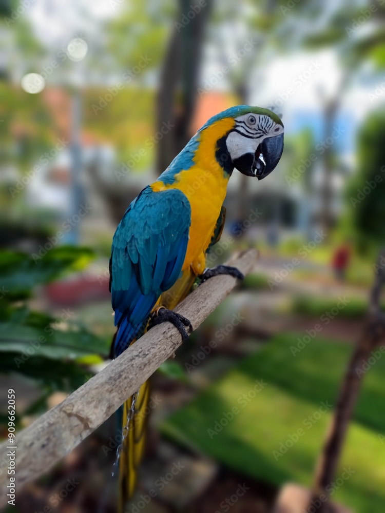 Blue and Yellow Macaw Perching on The Tree Branch in bokeh photography Blue and Yellow Macaw Perching on The Tree Branch in bokeh photography