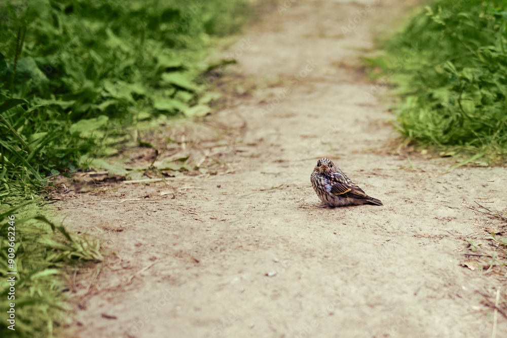 Bird sitting on a dirt path surrounded by green grass. Outdoor nature photography for design and print. Bird sitting on a dirt path surrounded by green grass. Outdoor nature photography for design and print.