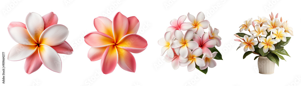 Set of tropical plumeria flowers. Isolated on a transparent background. Set of tropical plumeria flowers. Isolated on a transparent background.