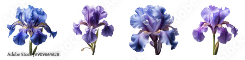 Set of blue iris flowers. Isolated on a transparent background.