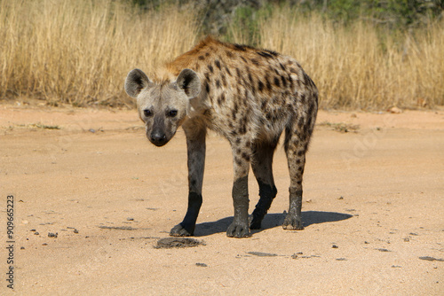 spotted hyena in the savannah