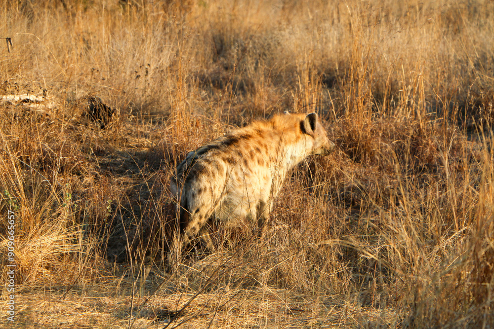 spotted hyena in the savannah spotted hyena in the savannah