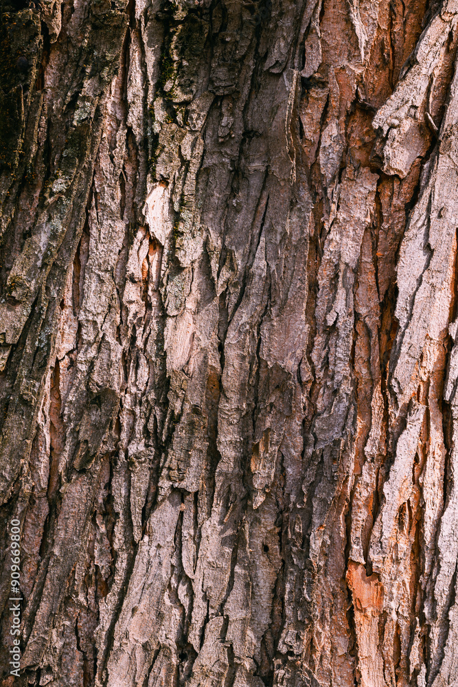 Honeylocust tree crust texture, close up Honeylocust tree crust texture, close up