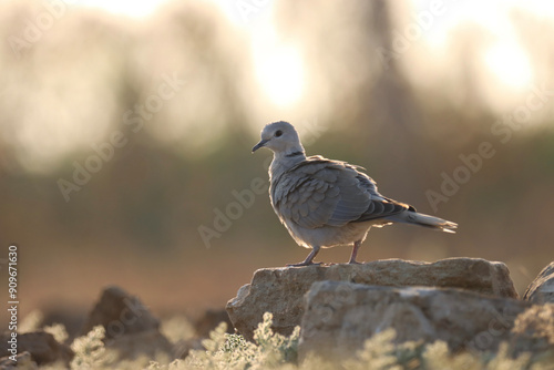 Dove standing on stone. Bird background. photo