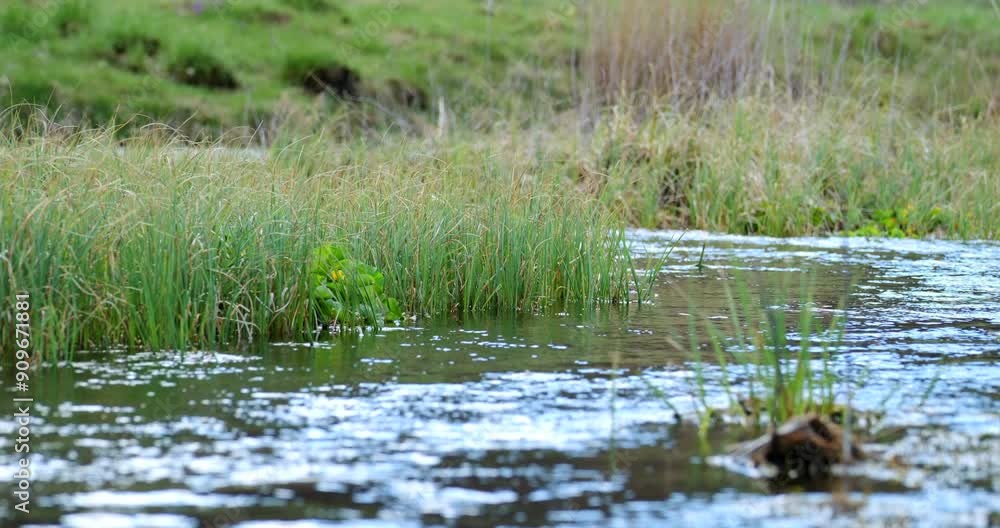 Static shot of a clean and drinkable mountain stream with aquatic plants. The reflection of the sky with clouds on the surface of the water. Static shot of a clean and drinkable mountain stream with aquatic plants. The reflection of the sky with clouds on the surface of the water.