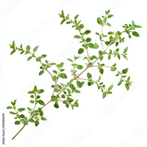 Fresh Aromatic Thyme Branch on White Background for Food or Cosmetic Design Generative AI