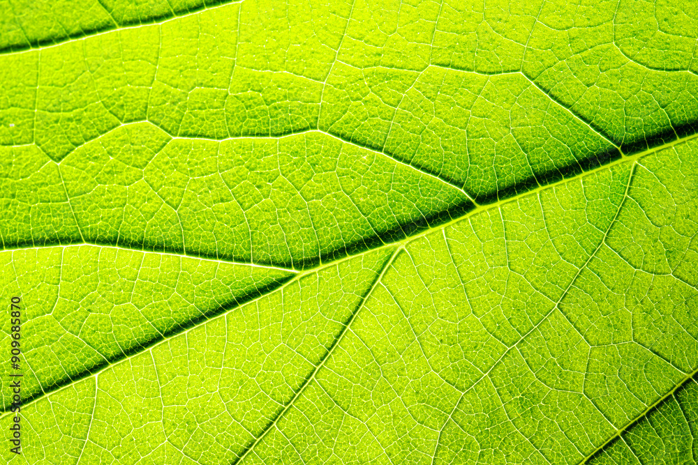 Macro shot of a leaf. Foliage nature background. Macro shot of a leaf. Foliage nature background.