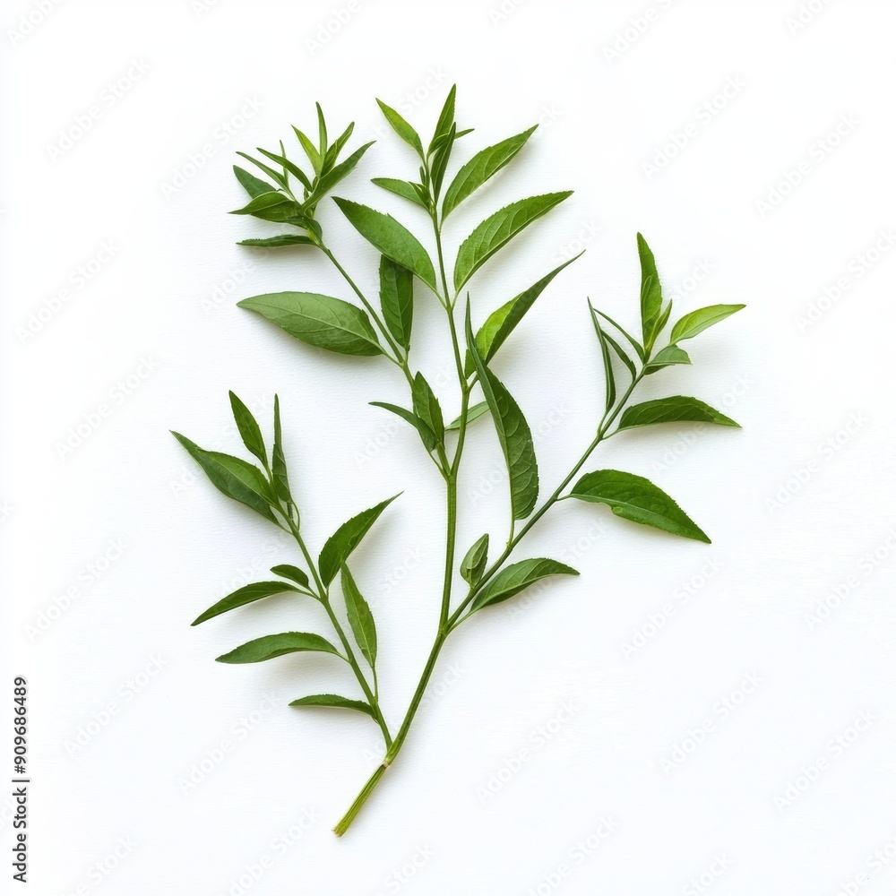 Fresh Lemon Verbena Branch on White Background for Food or Cosmetic Design Generative AI Fresh Lemon Verbena Branch on White Background for Food or Cosmetic Design Generative AI