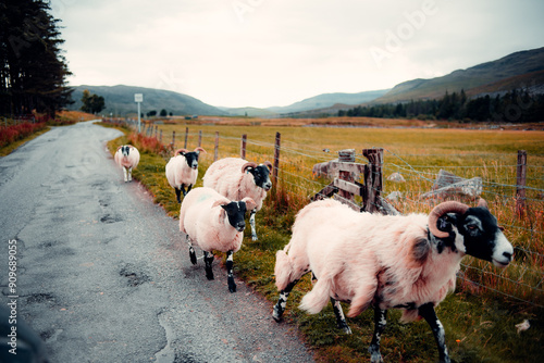 Sheep in the beautiful scottish highlands landscape